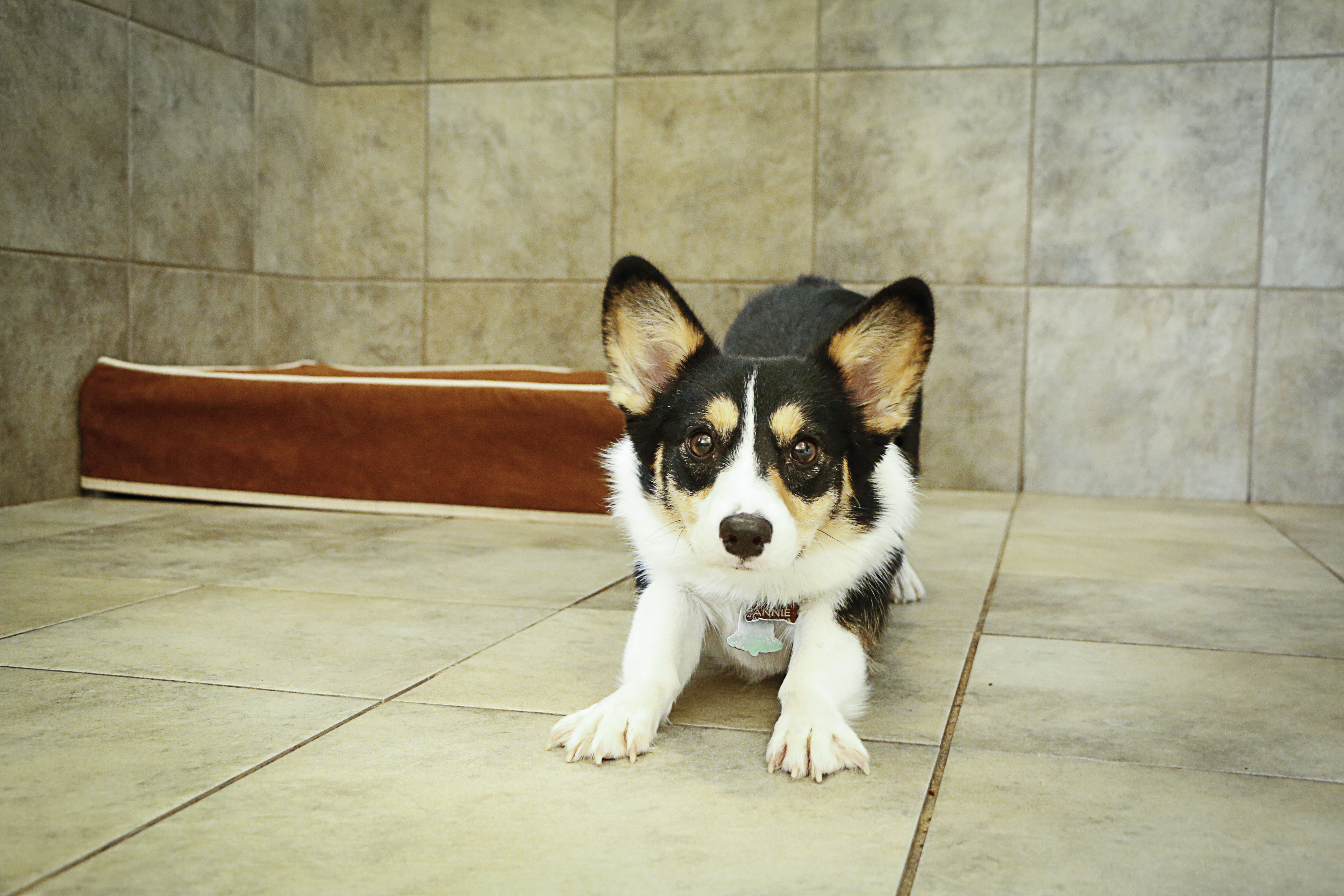 Photo of dog stretching