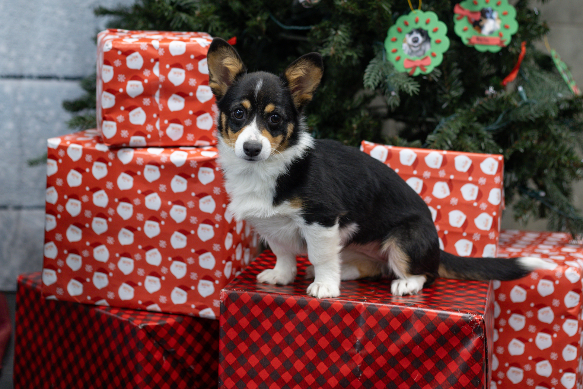 You Have a New Christmas Puppy, Now What?