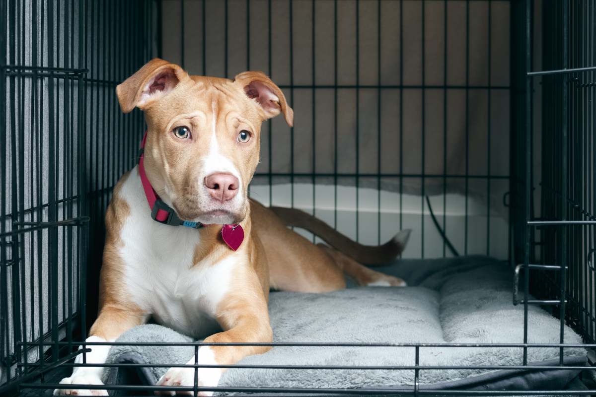 Dog laying on a bed inside a dog kennel with the door open