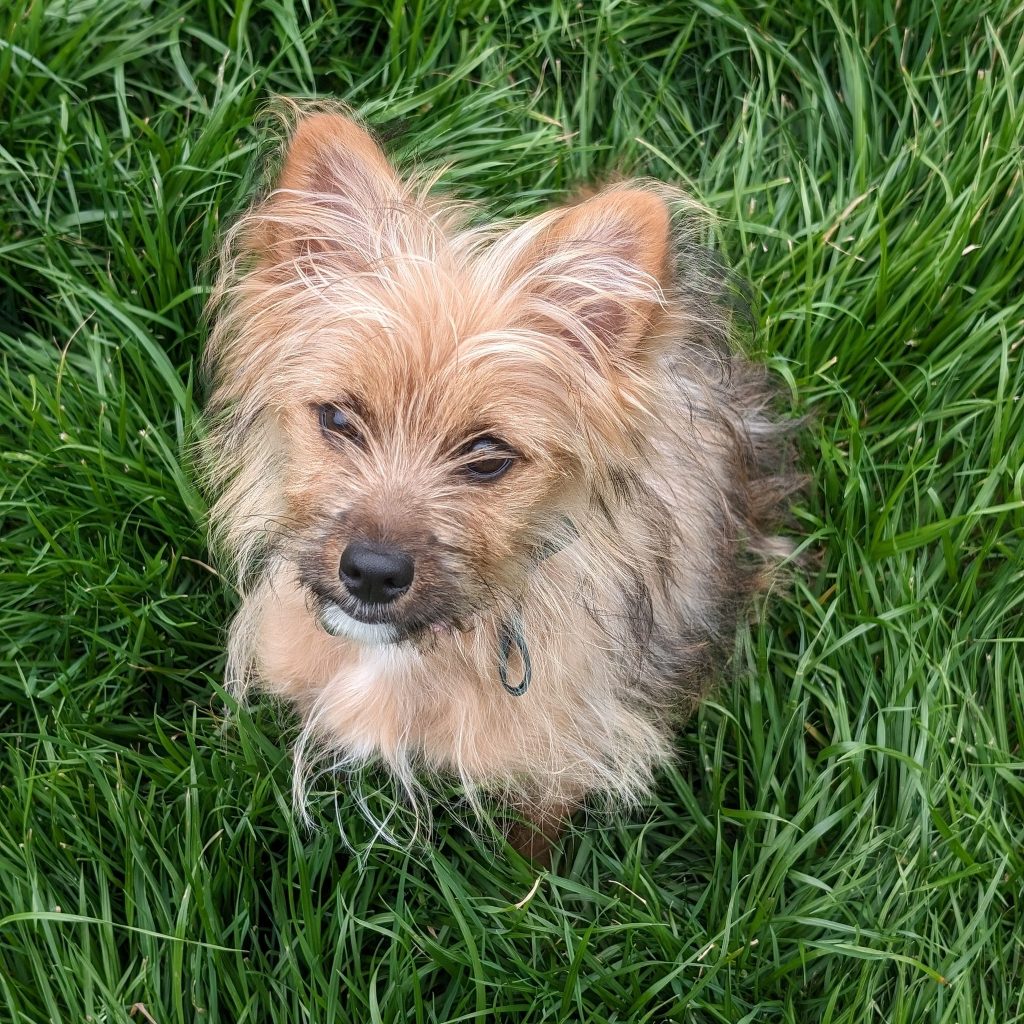 Puppy sitting in grass