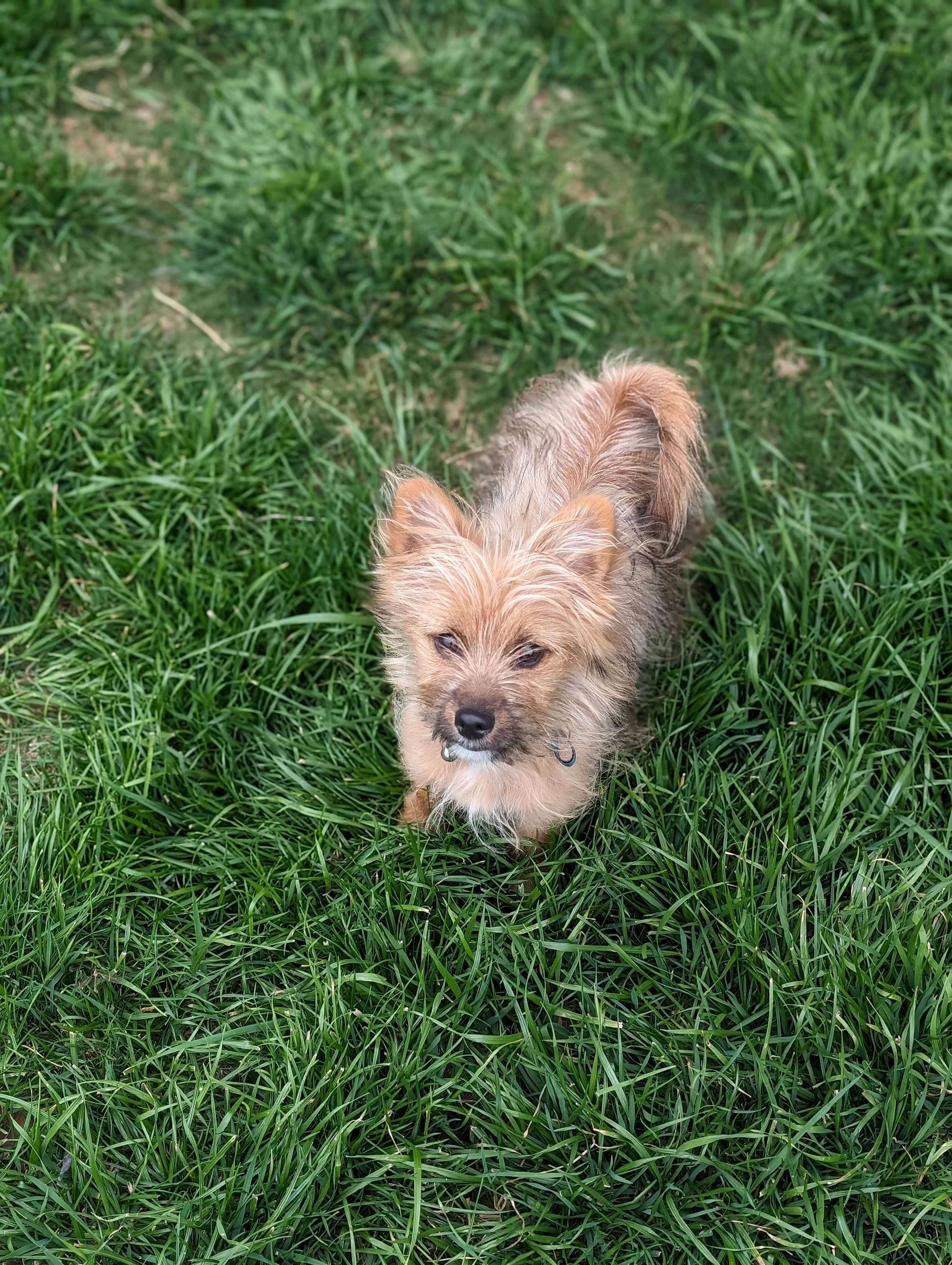 Puppy sitting in grass