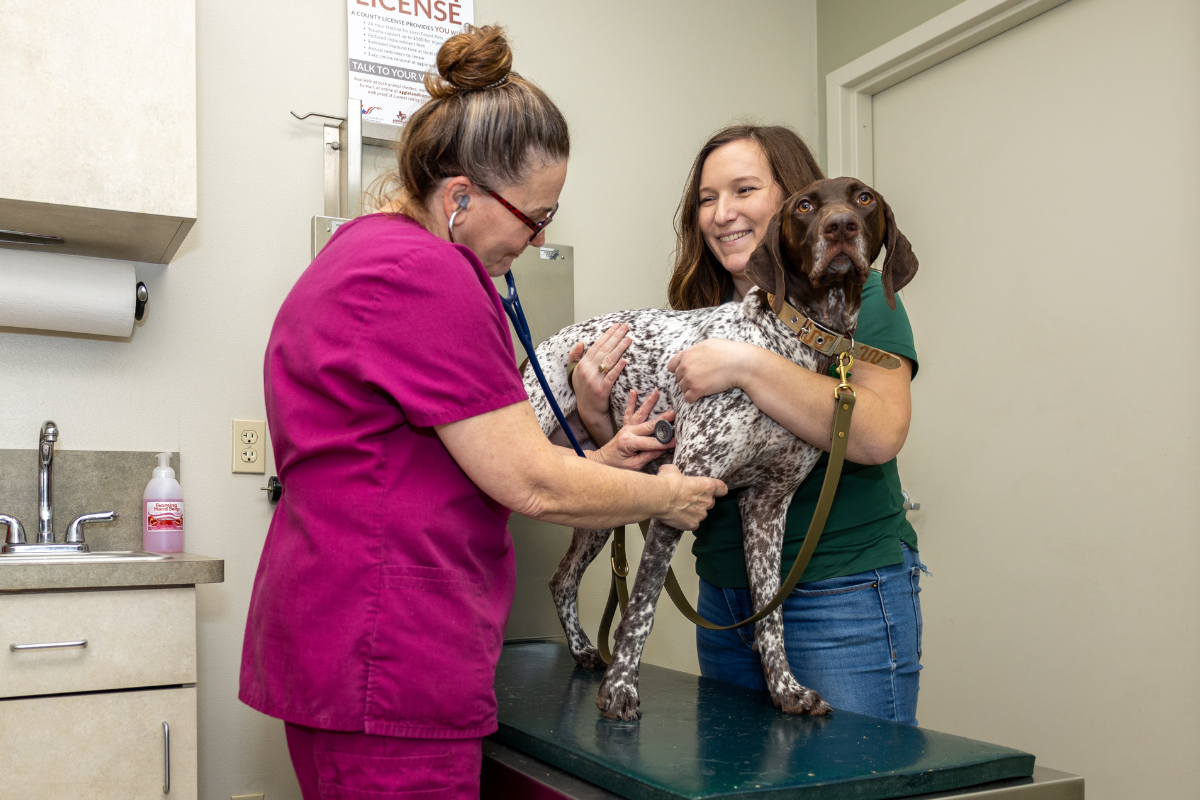 The Importance of Preventative Care for Your Pet