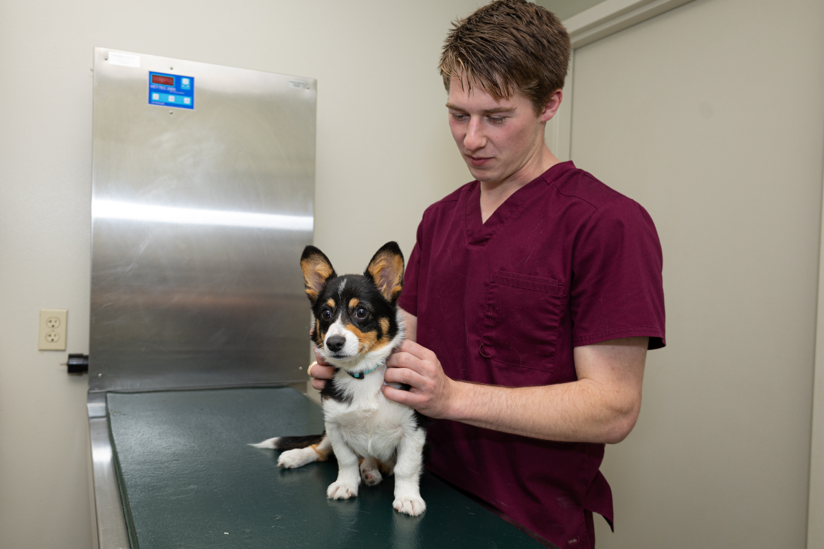 5 Common Myths About Pet Health and Wellness Debunked