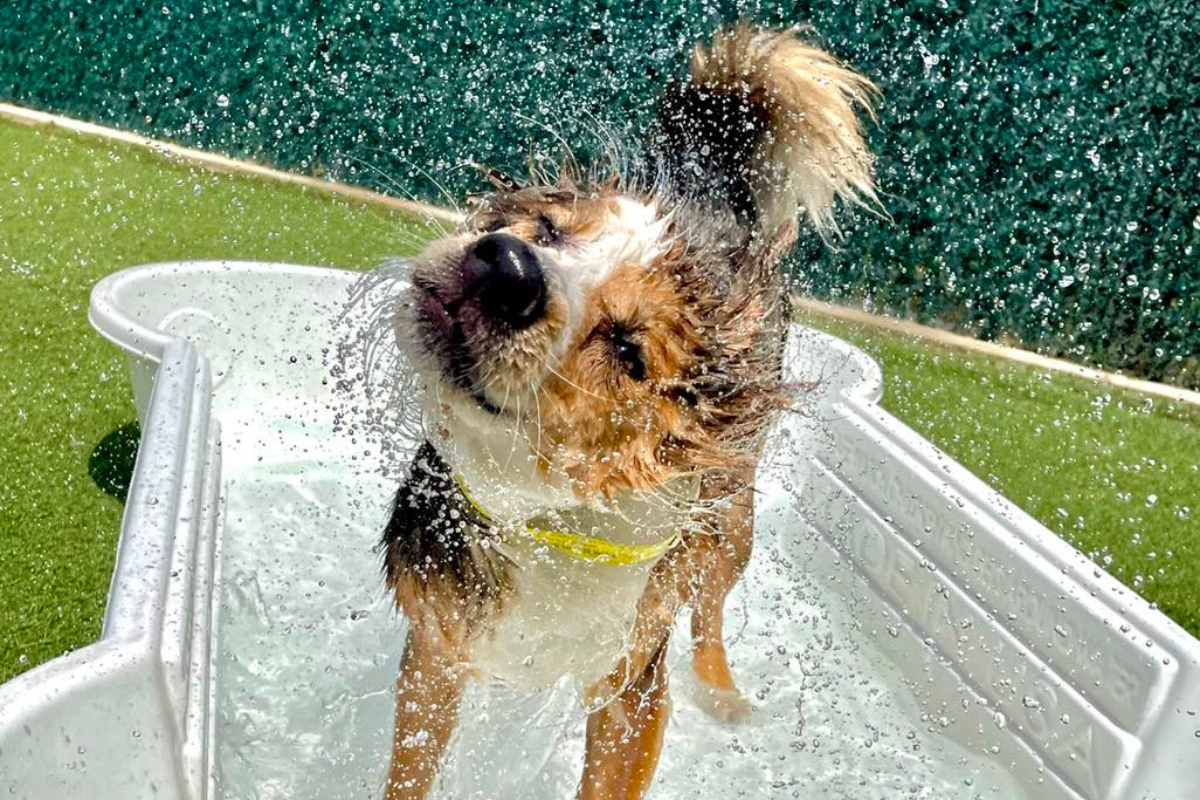 Dog standing in a pool and shaking water off