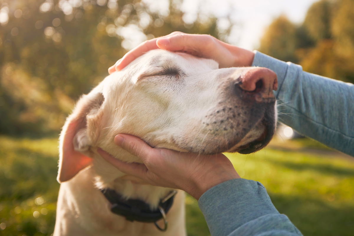 Photo of hands petting an older dog's head.