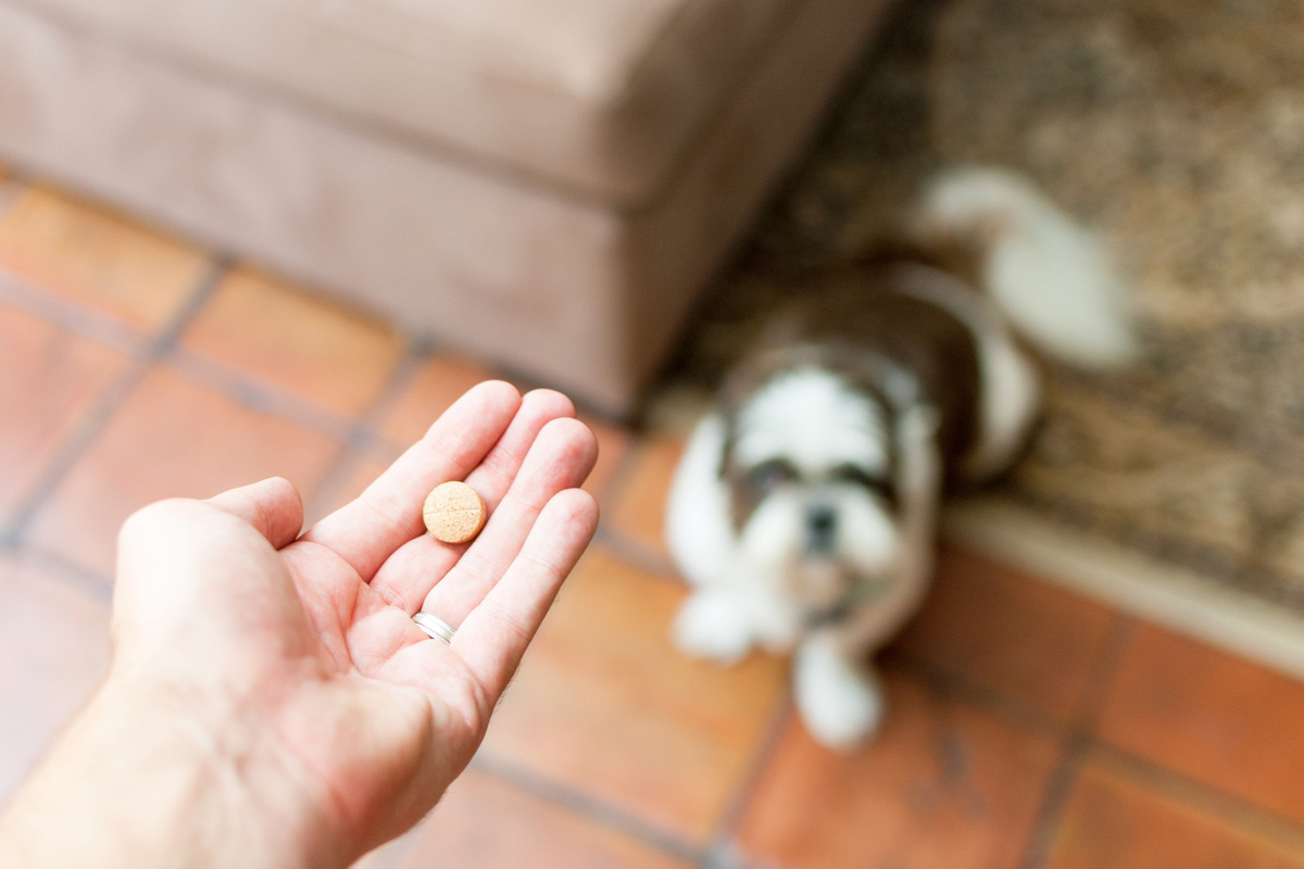 Photo of a hand holding a pill with a dog blurred in the background.